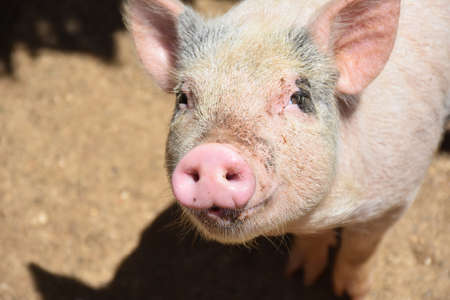 Farm with a very cute pink piglet.の写真素材