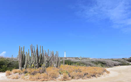 Large group of cactus in Noord Aruba on the North Coast of Aruba.の写真素材