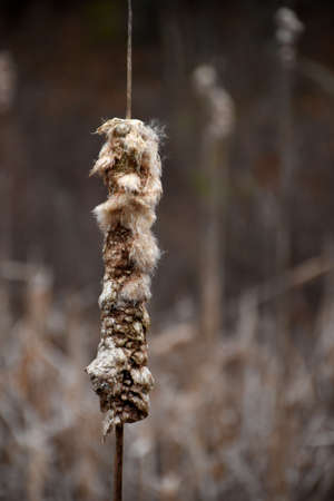 Wetland area with fluffy bulrushes and reeds.
