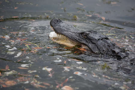 Deadly alligator snapping his mouth open in the water.の写真素材