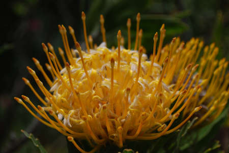 Gorgeous yellow protea flower blossom up close.の写真素材