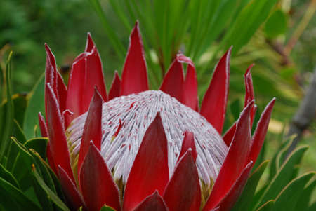 Tropical garden with a spikey red protea flower.の写真素材