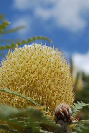 Golden yellow protea flower blossom flowering.の写真素材