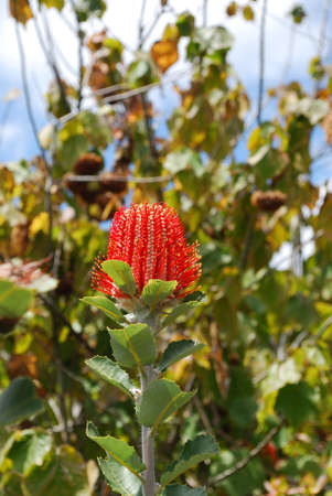 Tropical garden with a flowering red protea blossom.の写真素材