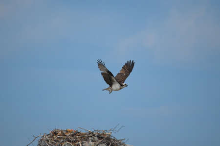 Osprey bird flying over a nest in Casco Bay Maine.の写真素材