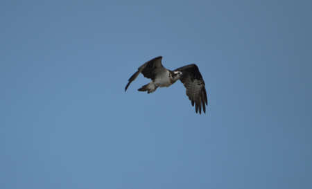 Osprey flapping his wings in a blue sky.