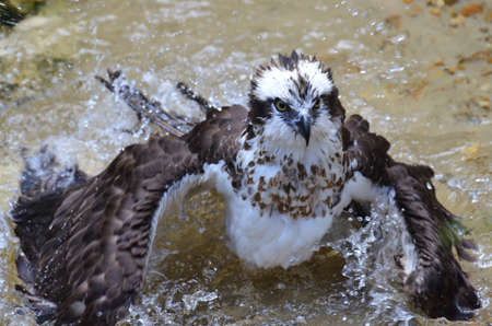Osprey cleaning himself in shallow water.の写真素材