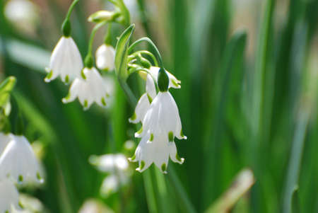 Amazing snow drop lily growing in the wild.の写真素材