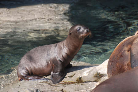 Young sea lion sitting on a stack of rocks. の写真素材