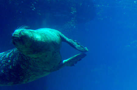 Sea lion swimming underwater doing a back flip.の写真素材