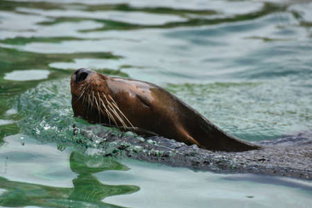 Stunning Look at a Sea Lion Swimmingの写真素材