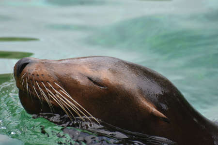 トドの写真素材 イラスト素材 ストックフォトのamanaimages Plus