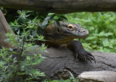 Komodo monitor lizard climing under a fallen log.の写真素材