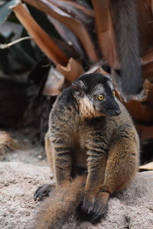 Gorgeous Brown Collared Lemur Close Up in Natureの写真素材