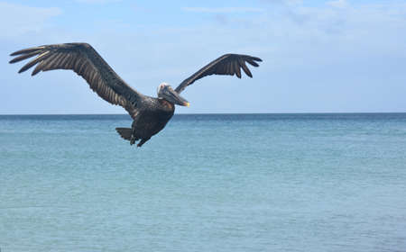 Close up photo of a large pelican flying through the sky の写真素材