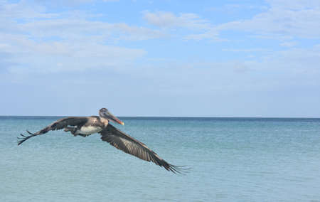 Wild pelican soaring over the ocean の写真素材