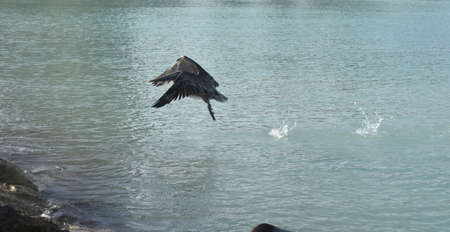 Large pelican flying out of the water 