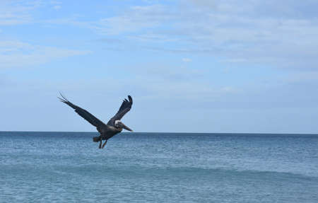 Large pelican flying over the tropical waters in aruba の写真素材
