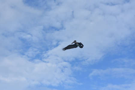 Cute wild pelican flying on the coast of arubaの写真素材