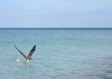 Stunning blue sky and ocean in aruba with a pelican の写真素材
