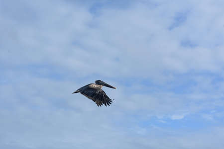 Adorable pelican soaring through the blue and white sky