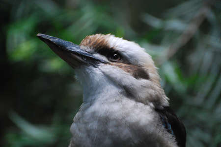 Kookaburra bird up close and personal in the wild.の写真素材