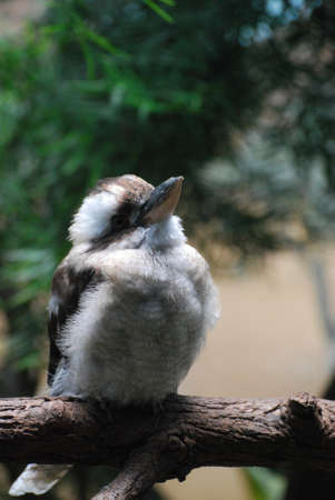 A kookaburra bird standing on a tree branch.の写真素材