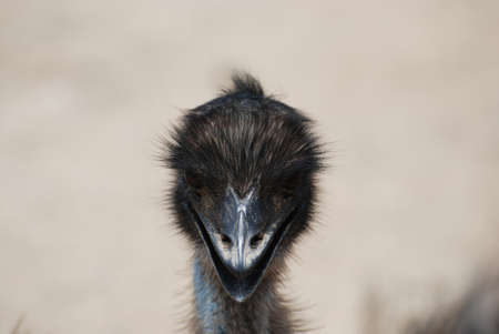 Face of an emu with long black feathers on his head.の写真素材