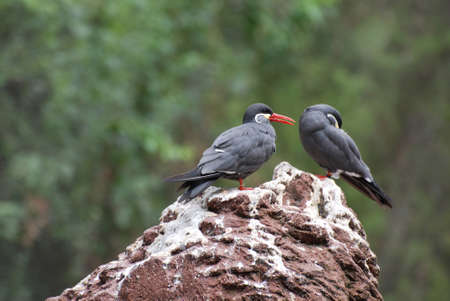 Pair of Inca terns standing together on a rock.の写真素材