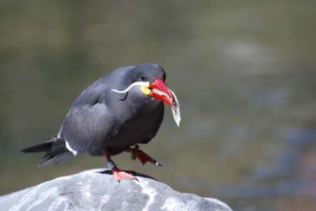 Inca tern seabird eating a fish on a rock.の写真素材