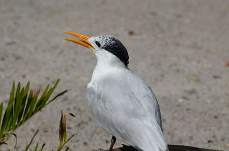 Royal tern bird on a beach with his beak open.の写真素材