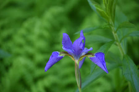 Garden with a pretty flowering purple iris blossom.
