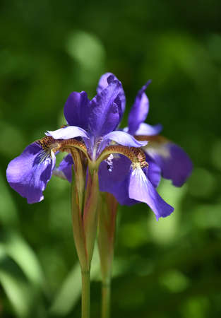 Garden with pretty flowering Siberian iris blossoms.の写真素材