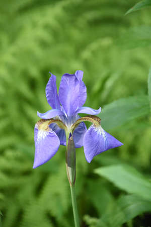 Garden with a beautiful flowering purple iris blossom.