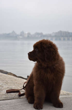 Adorable brown Newfoundland puppy dog sitting by the river.の写真素材