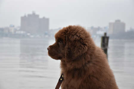 Cute fluffy brown Newfoundland puppy dog profile.