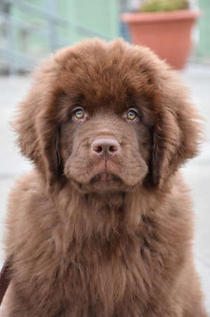 Stunning close up brown Newfoundland puppy dog.の写真素材