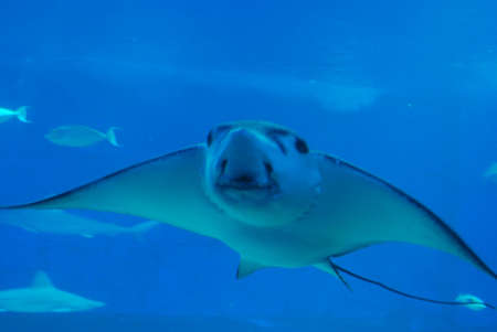 Stingray swimming along in the deep blue sea.
