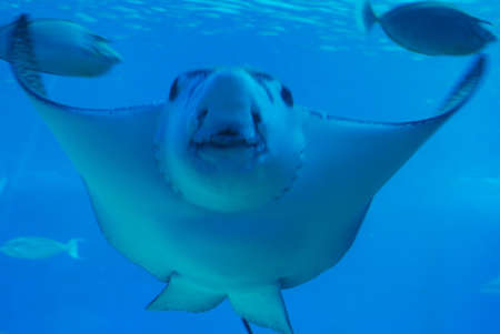 Stingray swimming along in the ocean waters up close and personal.