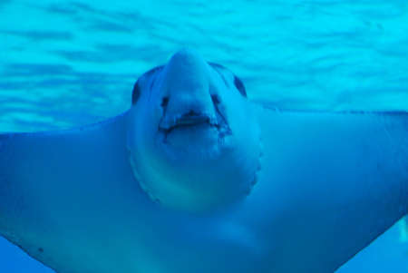 Fantastic up close look at a stingray swimming underwater.