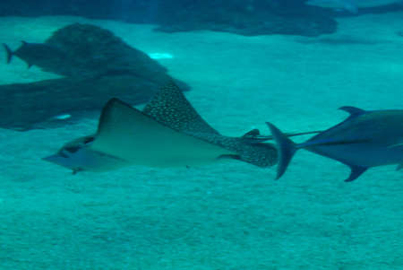 Spotted stingray in the aquatic ocean floor with a sand bottom.の写真素材