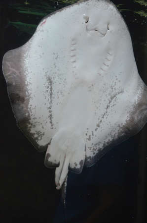 A close-up look at the underside of a stingray in the water.