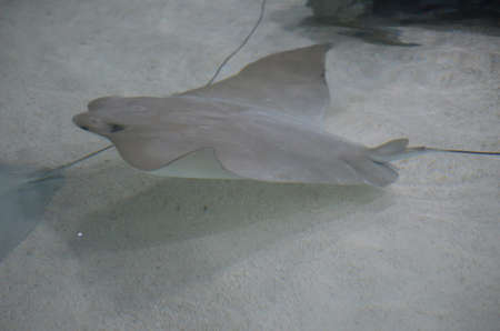Gray stingray swimming along the floor of the sandy ocean.