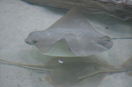Group of three stingrays sitting on the floor of the ocean.