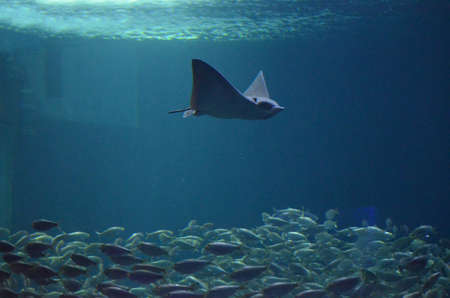 School of fish swimming in the water below a stingray.の写真素材