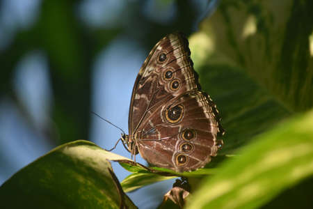 Distinct markings on an owl butterfly in a garden.