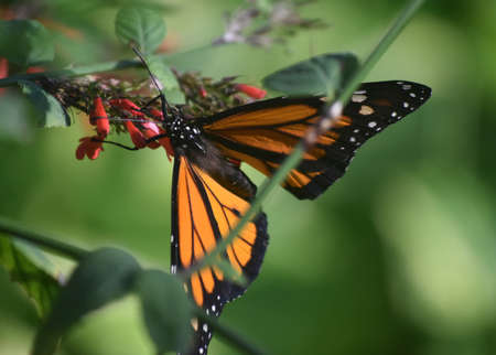 Wide open wings on an orange monarch butterfly.