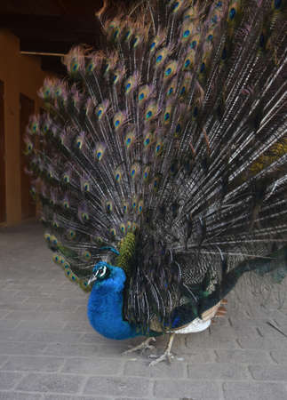 Adorable peacock with extended feathers の写真素材