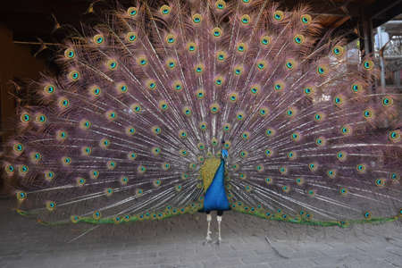 Adorable blue peacock with large feathers の写真素材