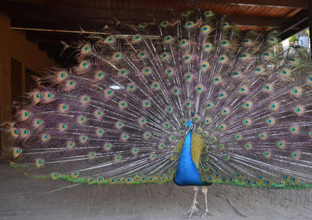 Beautiful peacock with colorful feathers の写真素材